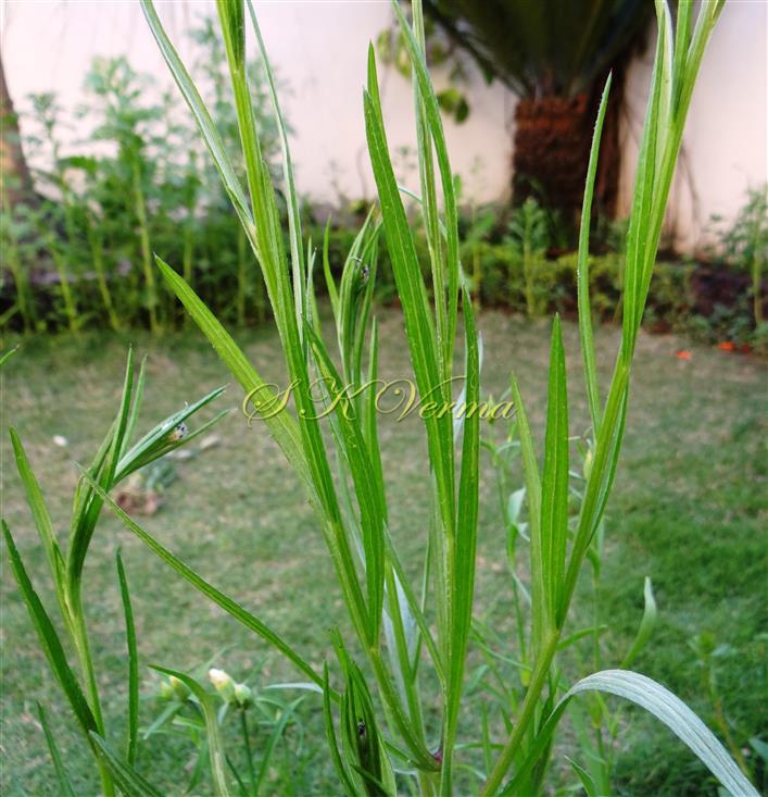  Upper cauline leaves